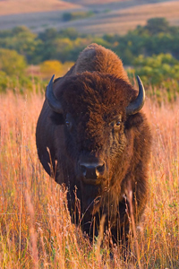 bison