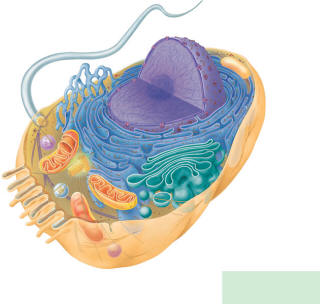 06_09aAnimalCell_U.jpg