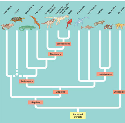 34_23AmniotePhylogeny_L.jpg