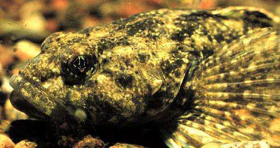 Mottled Sculpin