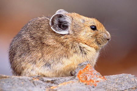 Pika Upon the Rock