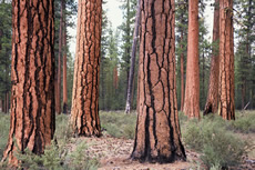 Old-growth ponderosa pine forest.