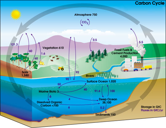 Carbon Cycle Digram